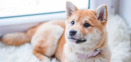 Permitem animais de estimação