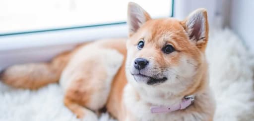 Permitem animais de estimação